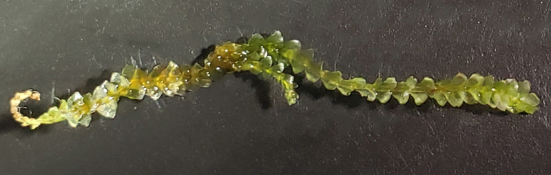 Calypogeia sphagnicola